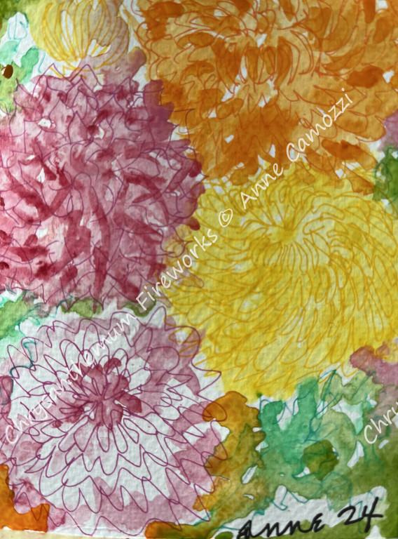 Chrysanthemum Fireworks