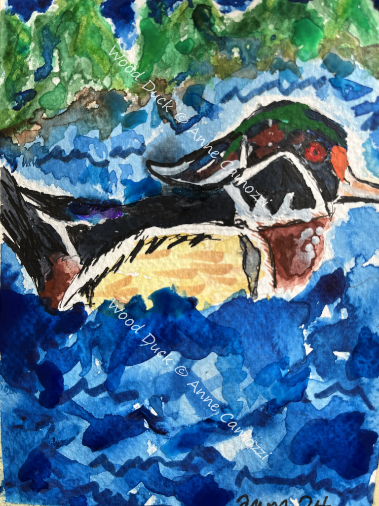 Wood Duck