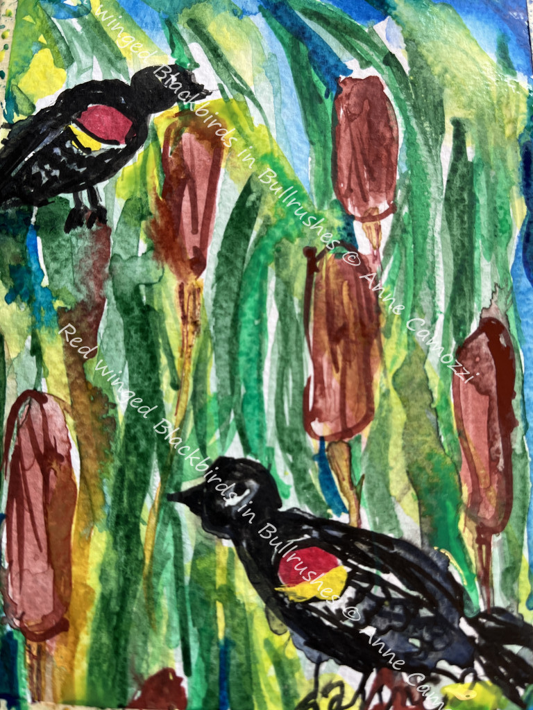 Red Winged Blackbirds in Bullrushes