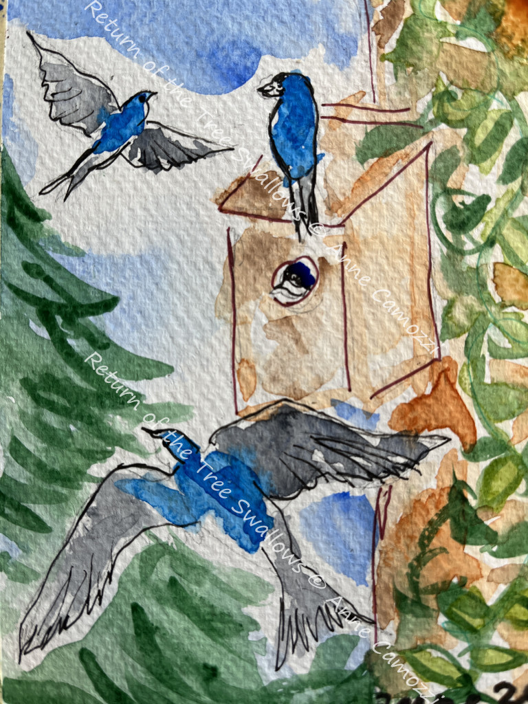 Return of the Tree Swallows